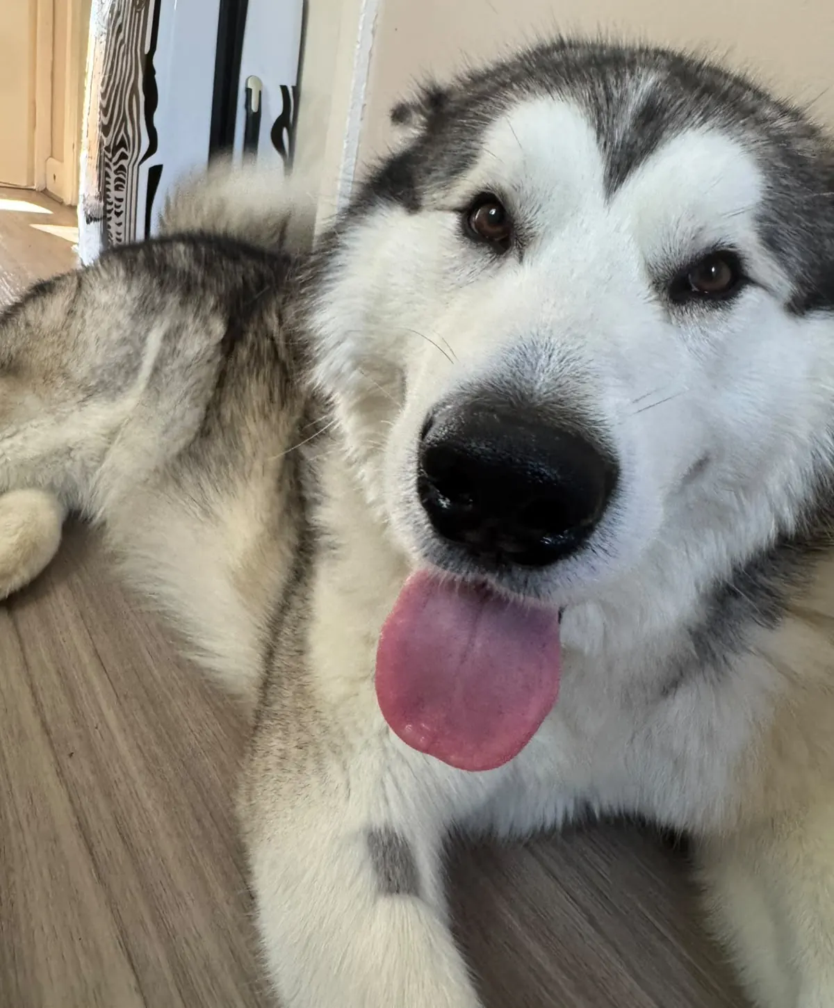 Kyro, a grey and white Alaskan Malamute, lying on the floor with his tongue out, looking at the camera