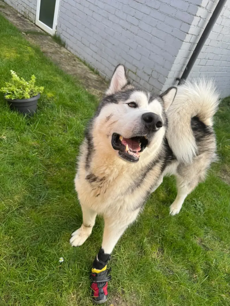 Kyro standing on grass, looking up happily with his mouth open