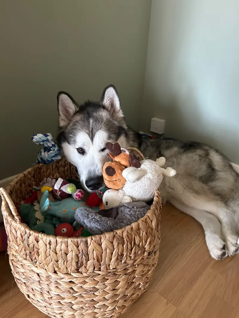 Kyro resting his head on a basket full of toys