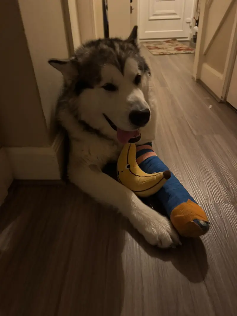 Kyro lying in a hallway with a toy between his paws