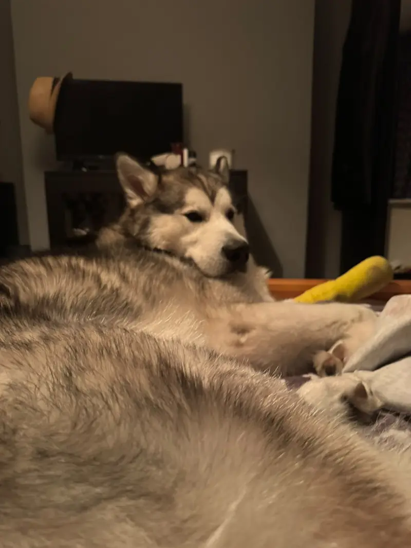 Kyro relaxing on a sofa