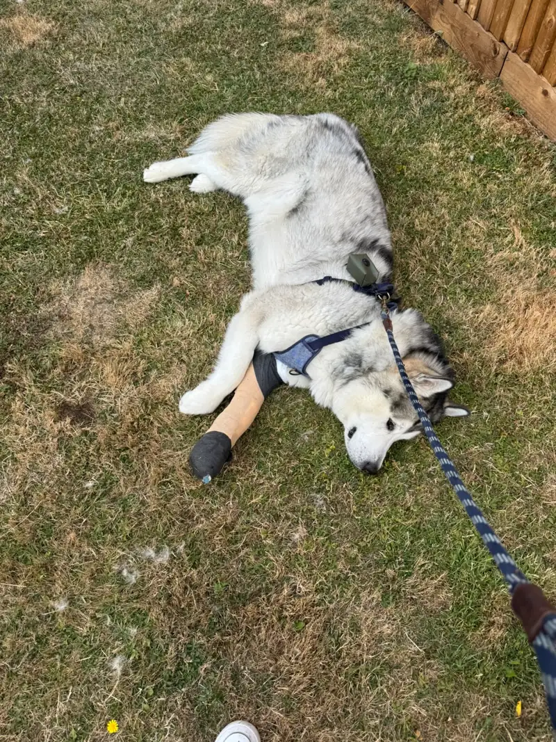 Kyro lying on his side on the grass in a harness
